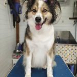 Doguinho
