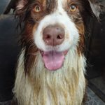 Happy-Pet-Bano